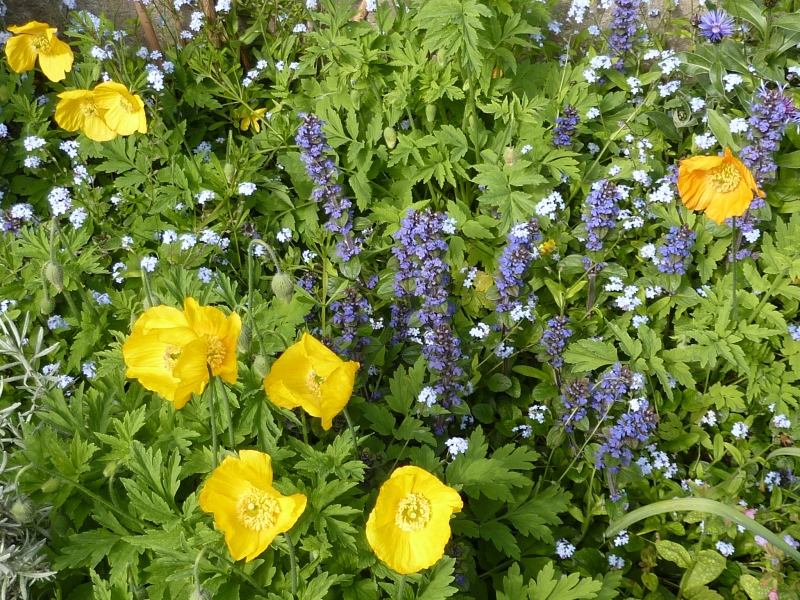 London Fields Gardens